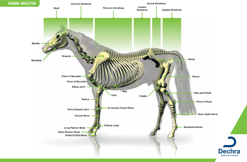 Downloads – Anatomy Charts – Dechra Veterinary Products