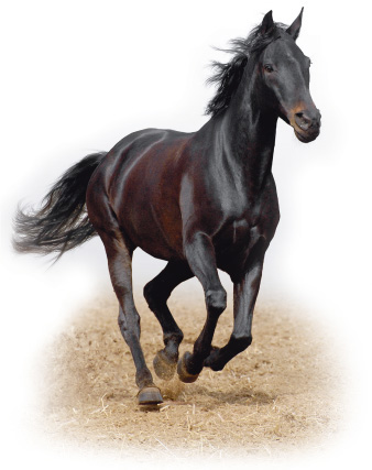 Photograph of a healthy horse running
