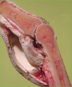Cross-section of a fetlock joint